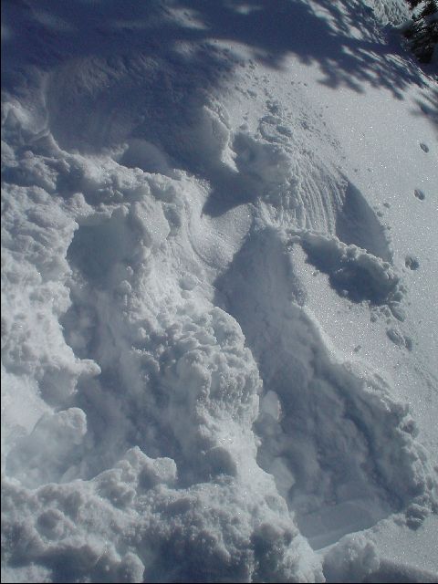 Snow Angel!
<No Caption>