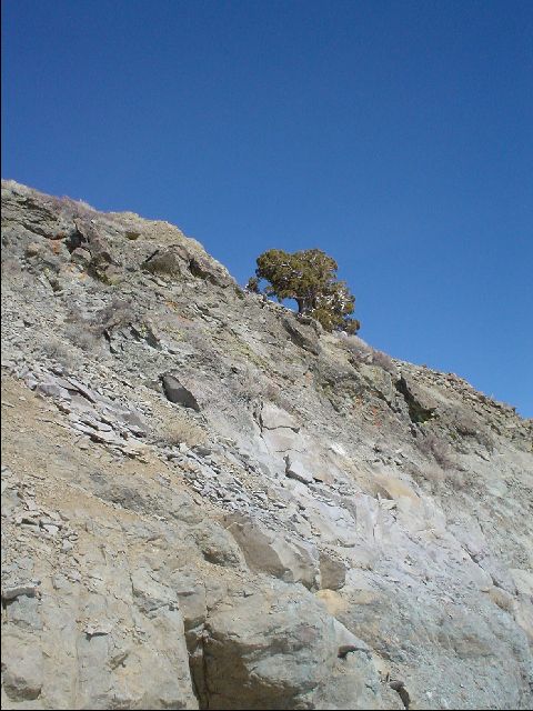 Spring Skiing Terrain II
Where's all the snow!?