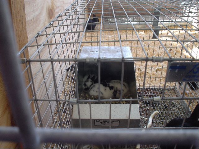 Baby Bunnies
<No Caption>