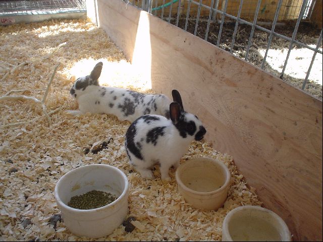 "Dalmation" Bunnies
<No Caption>