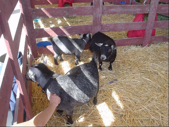 Pygmy Goats
<No Caption>